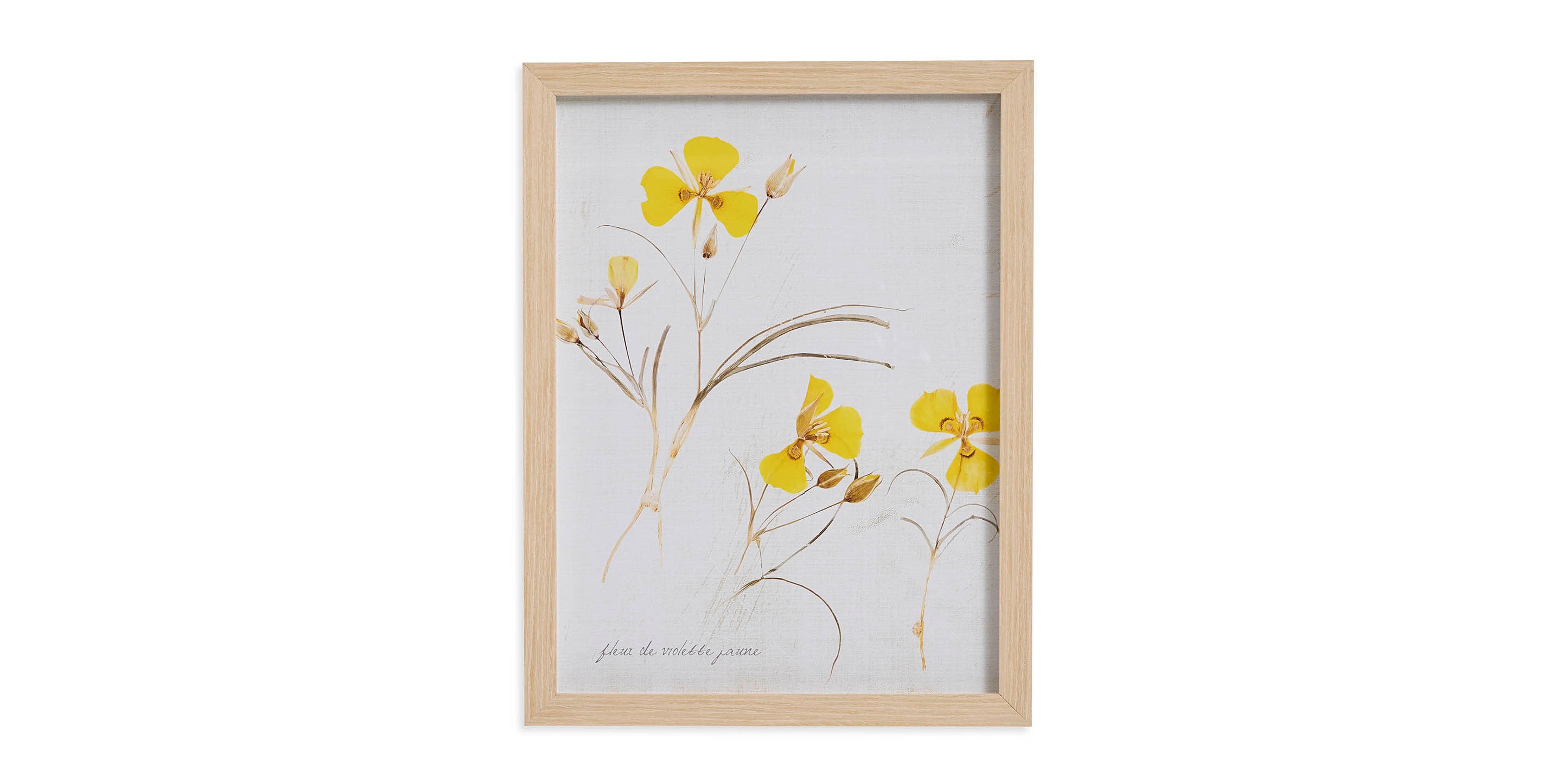 Pressed Yellow Violets